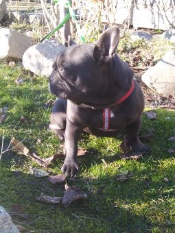 Buldog francuski suczka - 3