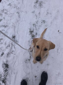 Labrador retriever - 3