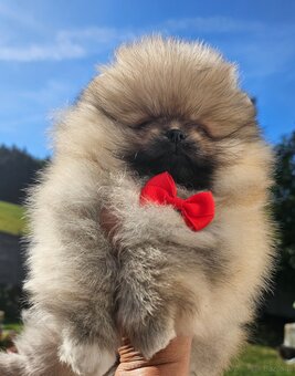 Szpic Miniaturowy Pomeranian - 3
