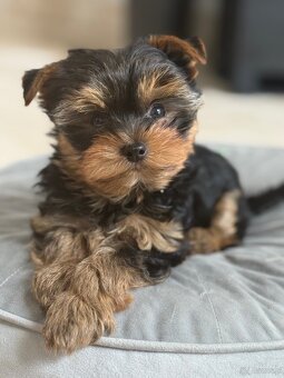 Yorkshire terrier - 3