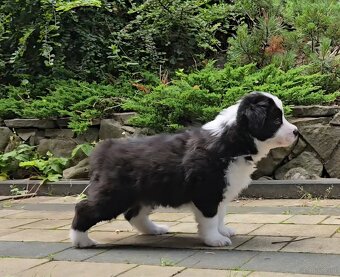 Border Collie FCI /ZKwP - 3
