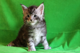 Kociaczki maine coon - 3