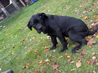 Cane corso - 3