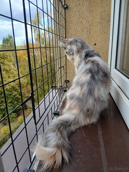 Maine coon - 3