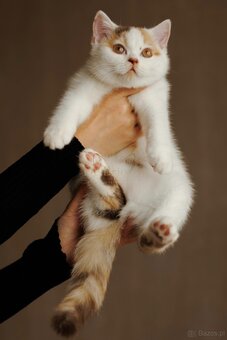 British Shorthair • koteczek Chocolate Tortie Harlequin - 3