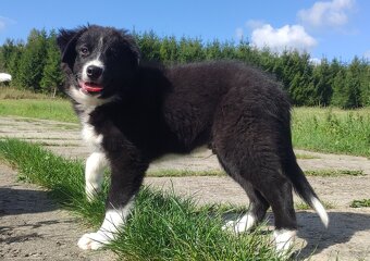 BORDER COLLIE czystej krwi z Hodowli - Rasowy z pełną dokume - 3