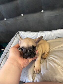 Buldogi francuskie - 3