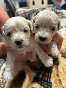 Maltipoo F1 pieski - 3