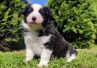 Rasowy pies, szczenię Border Collie z Hodowli, pełna dok. - 3
