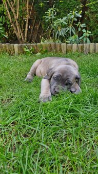 Cane Corso - Psy i suczki - do odbioru - z metrykami, ojciec - 3