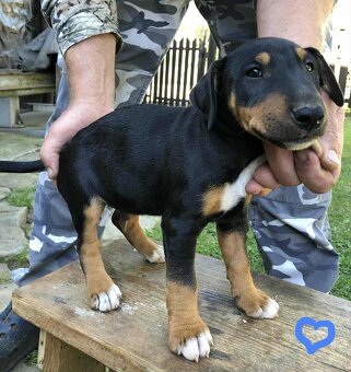 Niemiecki terier myśliwski, bulterier,terrier, - 3