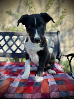 Border collie - 3