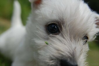 Szczeniaki West Terrier - 3