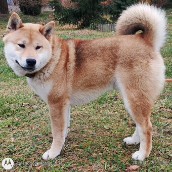 Shiba Inu, czerwony piesek mocno czernią przyprószony - 3
