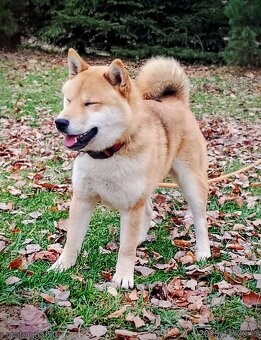 Shiba Inu, czerwony piesek mocno czernią przyprószony - 3