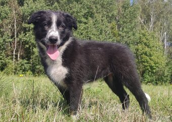 Piękna rasowa suczka BORDER COLLIE z pełną dok. przebadani r - 3