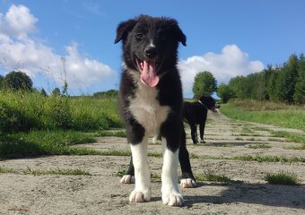 BORDER COLLIE - Rasowy z pełną dok. po świetnych rodzicach - 3
