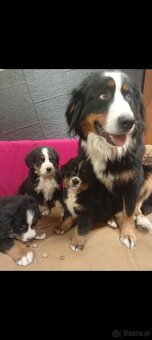 Szczeniaki Berneński Pies Pasterski - 3