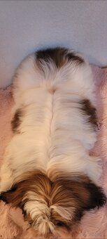 Piesek Shih Tzu - 3