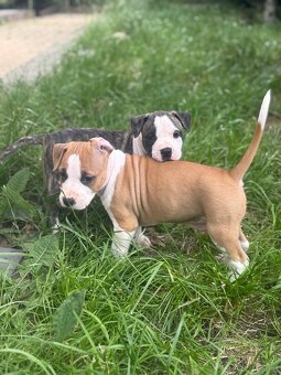 Szczenięta amstaff - 3