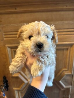 Szczenięta hybryda pudel york goldust - 3