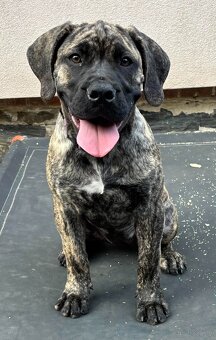 Boerboel - Szczeniak s rodowod FCI - 3