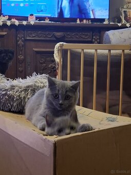 Kot Brytyjski Kocur Szkocki - 3