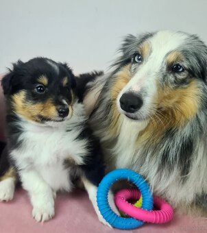 Owczarek szetlandzki sheltie - 3