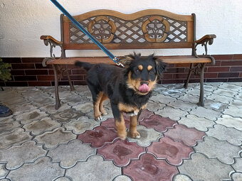 Oddam młodego psa rasy owczarek - 3