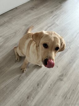 Sprzedam labladora suczkę - 3