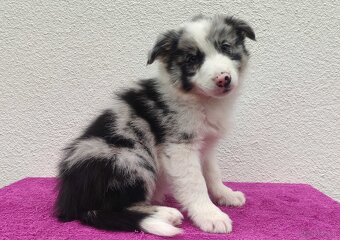 Szczenię BORDER COLLIE z Hodowli - Rasowy pies z pełną dok. - 3