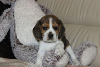 Beagle - szczeniaczki ZKwP - 3