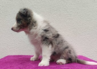 Piękny pies BORDER COLLIE z Hodowli - Rasowy z pełną dok. - 3