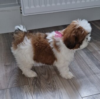 Pieski rasy Shih-tzu - 3