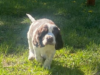 Springer Spaniel Angielski - 3