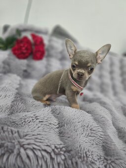Piesek chihuahua liliowy - 3