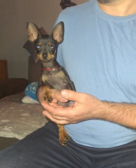Pinczer miniaturka - 3