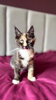 Maine Coon kotka Hermiona - 3