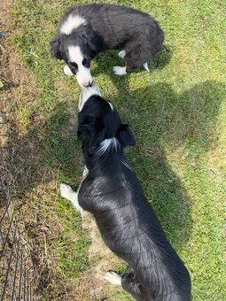 Piesek Border Collie - 3