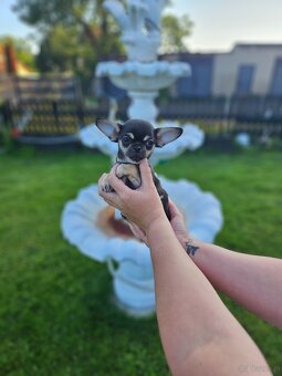 Piesek chihuahua 12 tyg - 3