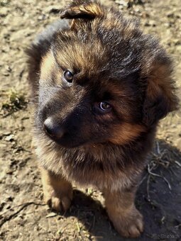 Owczarek niemiecki długowłosy - 3