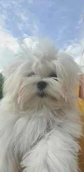 Maltańczyk para hodowlana z rodowodem ZKwP FCI  maltese - 3