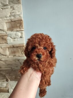 Pudel miniaturowy toy - 3