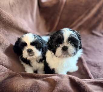 Shih tzu - 3