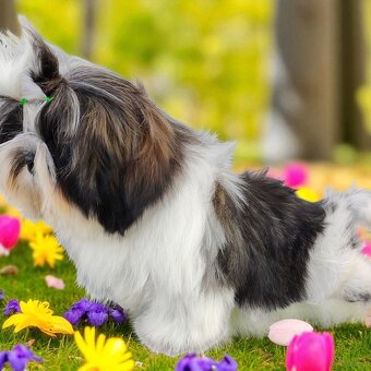 Shih Tzu szczeniak 6 miesięcy ZKWP - 3