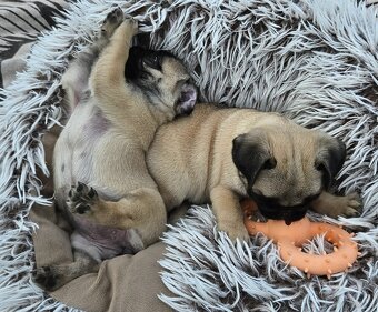 Mops - 3