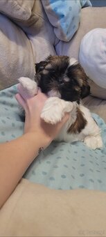 Suczka Shih Tzu - 3