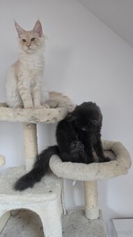 Maine coon - 3