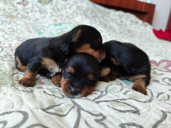 York pies pieski rasy Yorkshire terrier - 3