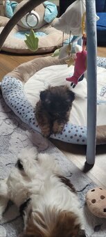 Suczka Shih Tzu - 3